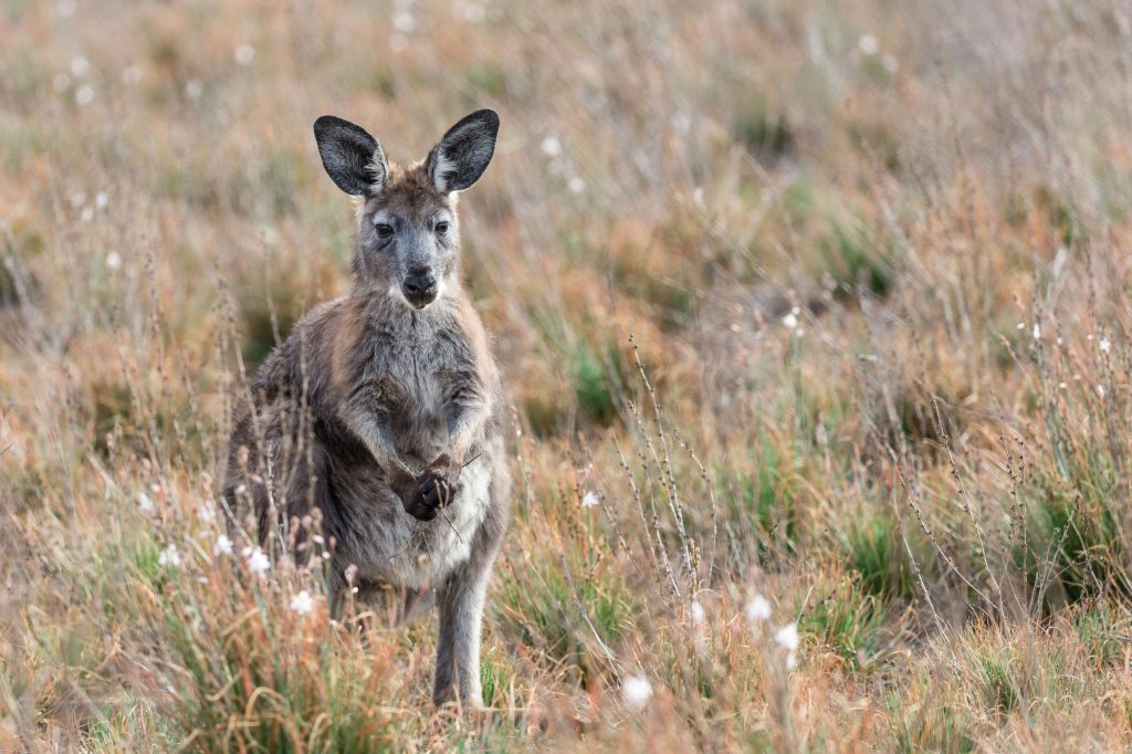Australier kassiert Busse für den Tod von 71 Kängurus