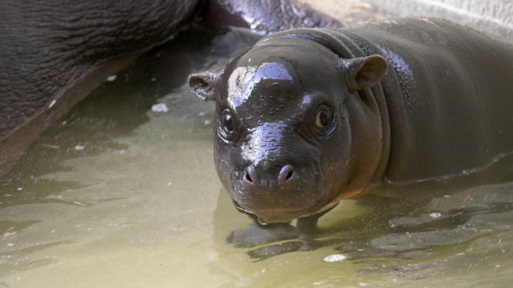 Bademeister für Berliner Mini-Hippo gesucht