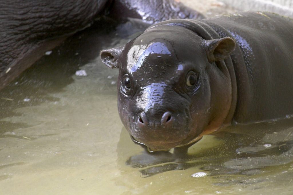 Bademeister für Berliner Mini-Hippo gesucht
