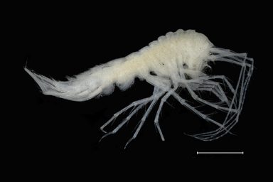 Forscher entdecken neue Arten in den Tiefen des Meeres