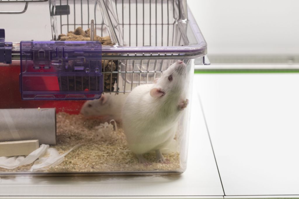 Zunahme der Tierversuche in der Schweiz im vergangenen Jahr