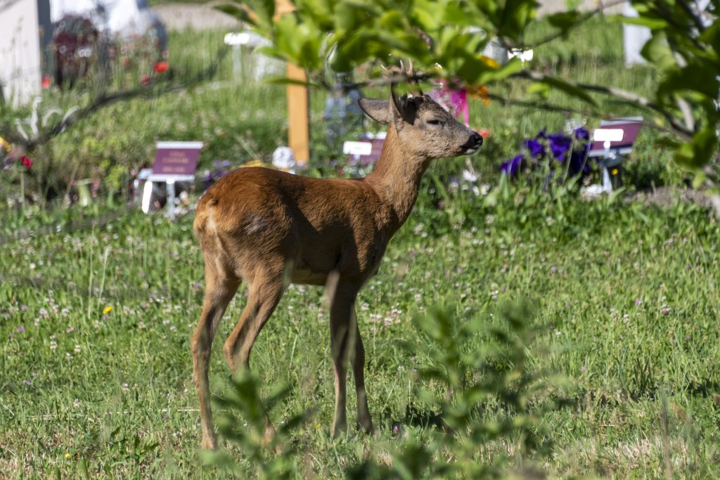 1,3 Millionen Franken für Massnahmen gegen Rehe auf dem Friedhof Hörnli