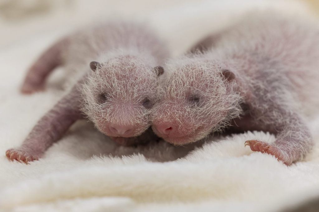 Panda-Zwillinge im Berliner Zoo entwickeln sich prächtig