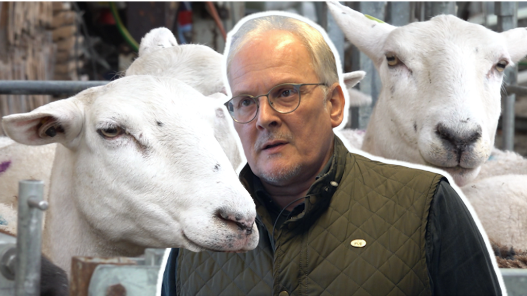 «Im Worst-Case-Szenario erkranken alle Schafe»: Ein Tierarzt warnt vor der Seuche