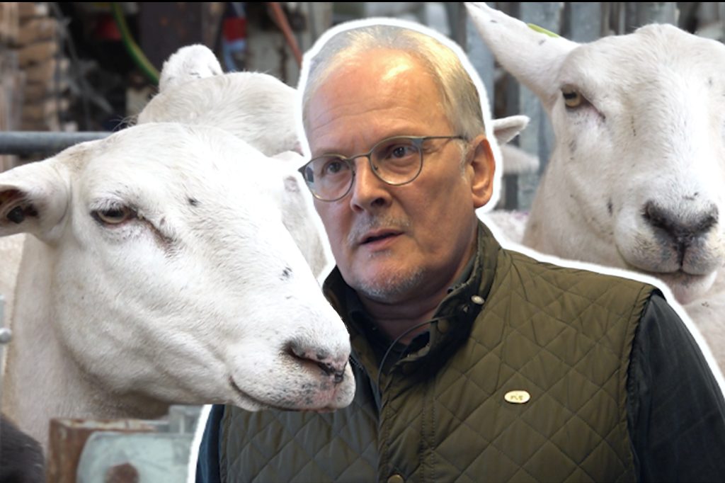 «Im Worst-Case-Szenario erkranken alle Schafe»: Ein Tierarzt warnt vor der Seuche