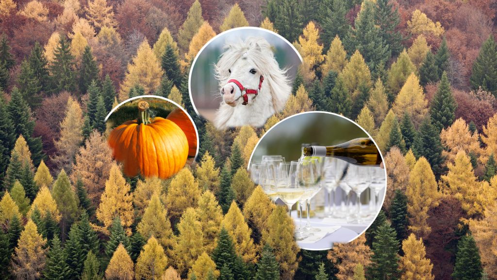 Von Minigolf bis Pony-Reiten: Deine perfekte Herbstferien-Woche in der Region