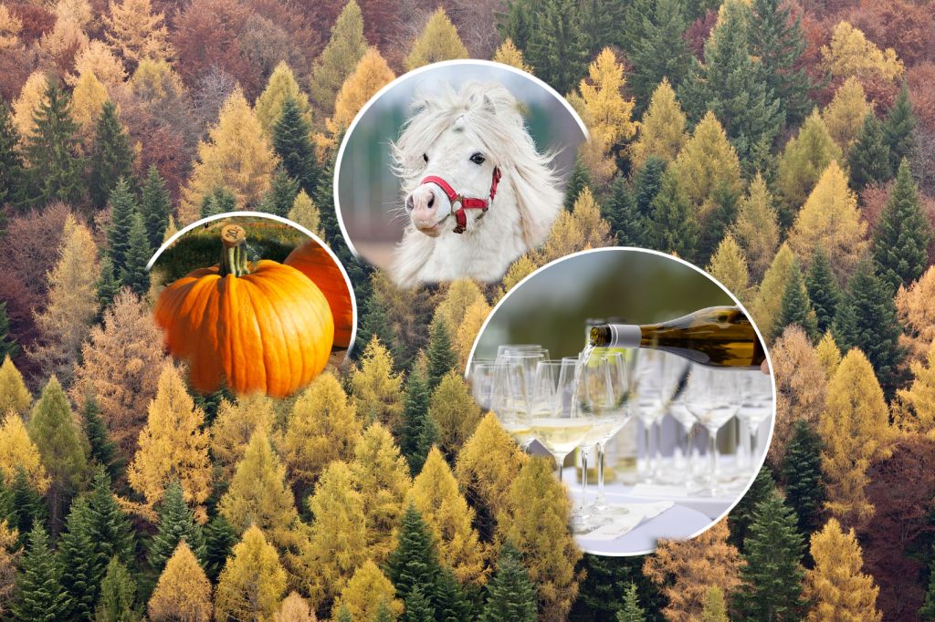 Von Minigolf bis Pony-Reiten: Deine perfekte Herbstferien-Woche in der Region