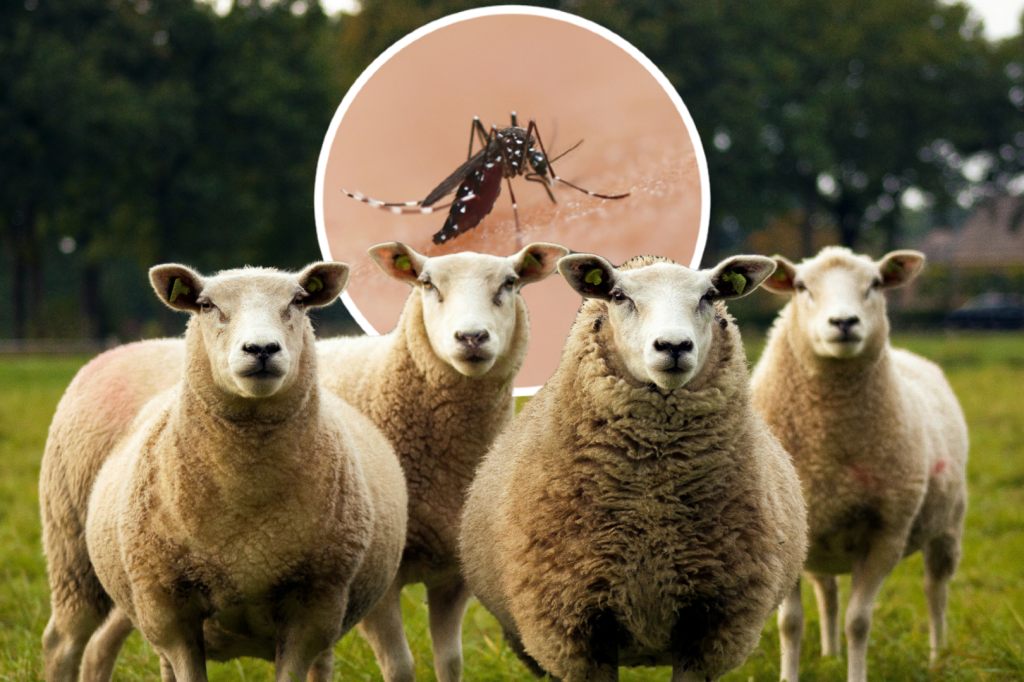«Das Theater wäre vermeidbar gewesen»: Blauzungenvirus wirft einige Fragen auf