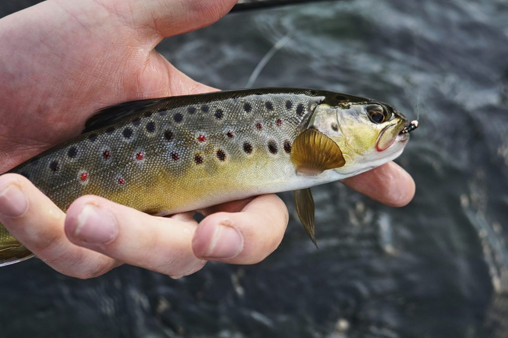 Behörden finden Chemikalie PFAS in Fischen aus Basler und Baselbieter Gewässern