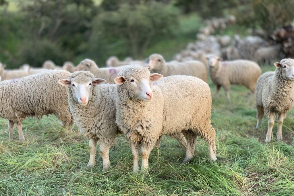 Blauzungenvirus auf dem Bruderholz? Vier tote Schafe auf Wiese entdeckt