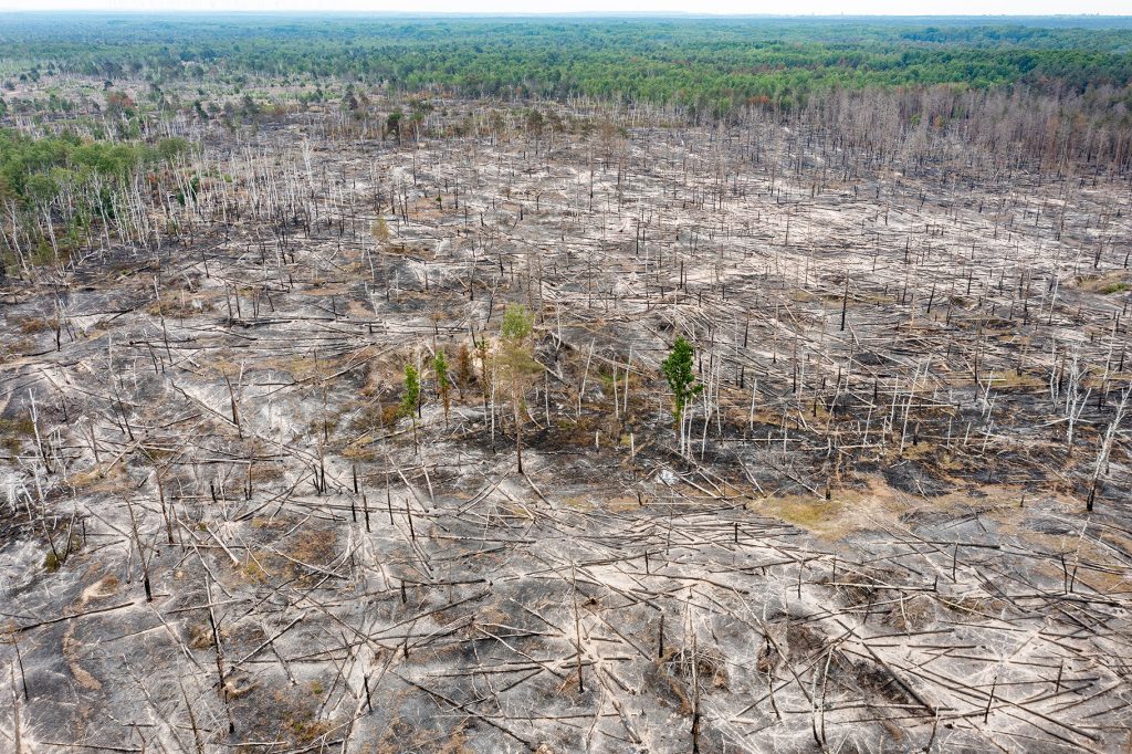 Zerstörte Waldfläche 2023 fast so gross wie Lettland
