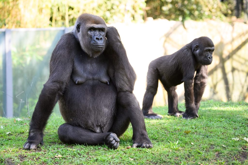 Studie zeigt: Gorillas treffen Reiseentscheidungen gemeinsam