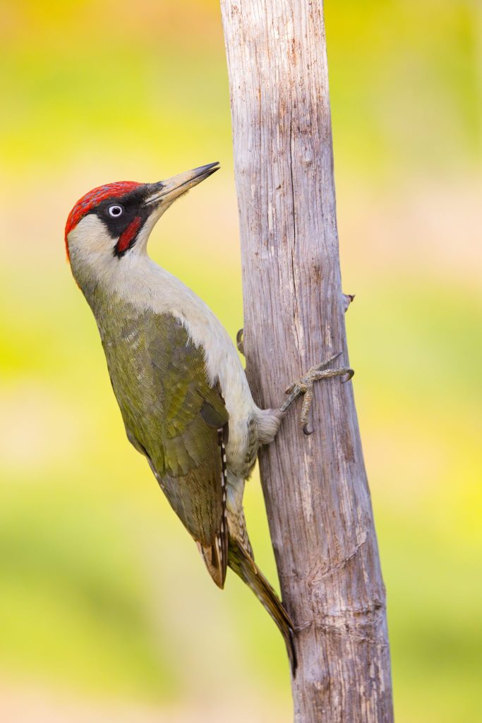 Wahl zum Vogel des Jahres: So findest du deinen Favoriten