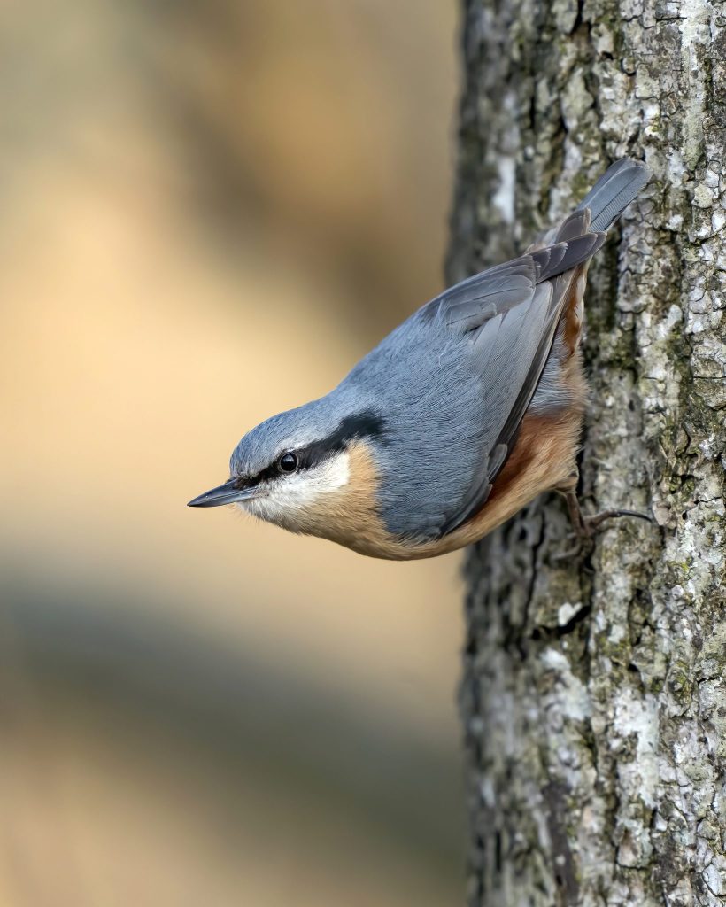Wahl zum Vogel des Jahres: So findest du deinen Favoriten
