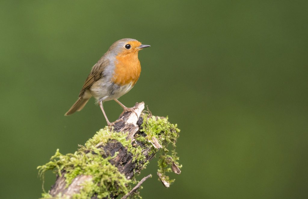 Wahl zum Vogel des Jahres: So findest du deinen Favoriten