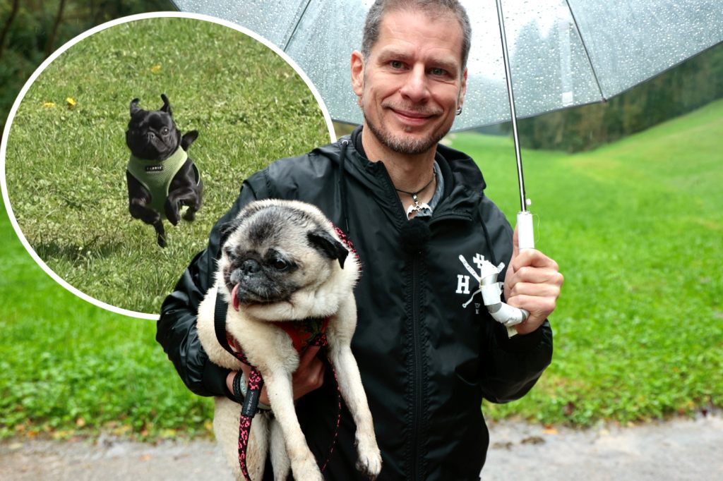 Kontroverses Ende:  Mopsrennen wegen Tierschutzauflagen abgesagt