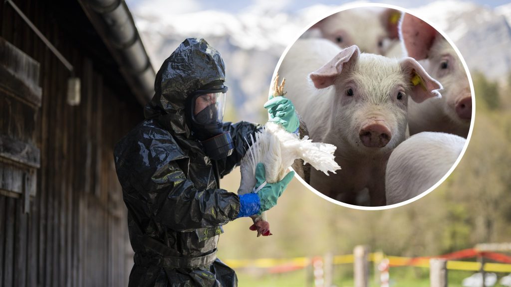 USA melden ersten Fall von Vogelgrippevirus H5N1 bei Schwein