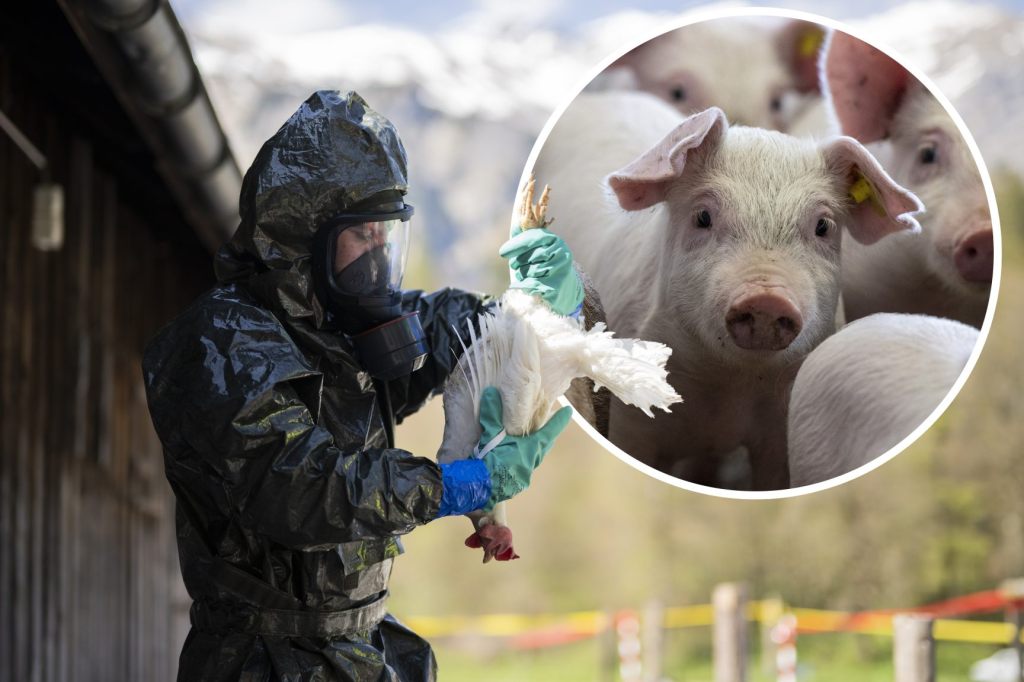 USA melden ersten Fall von Vogelgrippevirus H5N1 bei Schwein