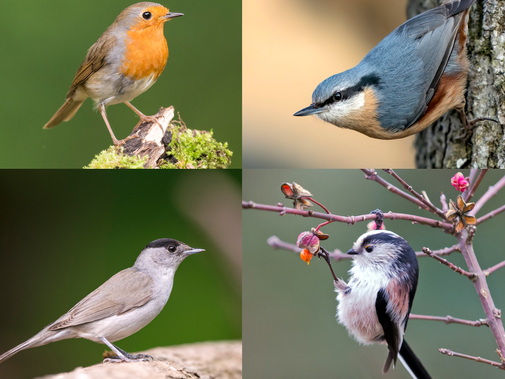 Wahl zum Vogel des Jahres: So findest du deinen Favoriten