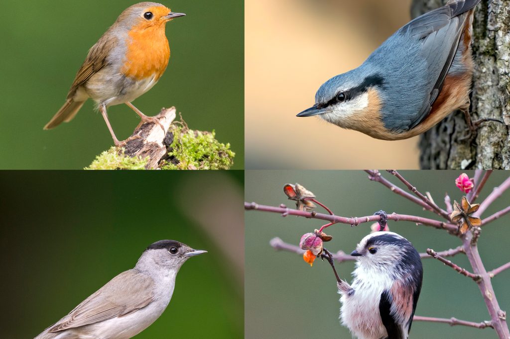 Wahl zum Vogel des Jahres: So findest du deinen Favoriten