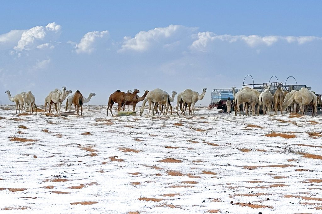 Seltener Schnee in Saudi-Arabien – Wüste weiss bedeckt