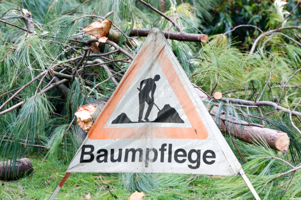 Dem Schnee zum Opfer gefallen: «Es war mein Lieblingsbaum»