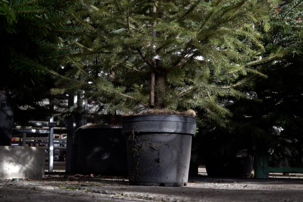 Weihnachtsbaum im Topf:  Nachhaltige Alternative oder Unsinn?