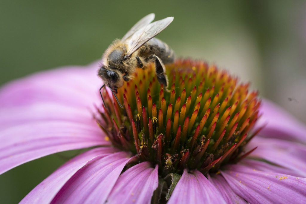 Weltbiodiversitätsrat fordert systemischen Wandel zur Rettung der Artenvielfalt
