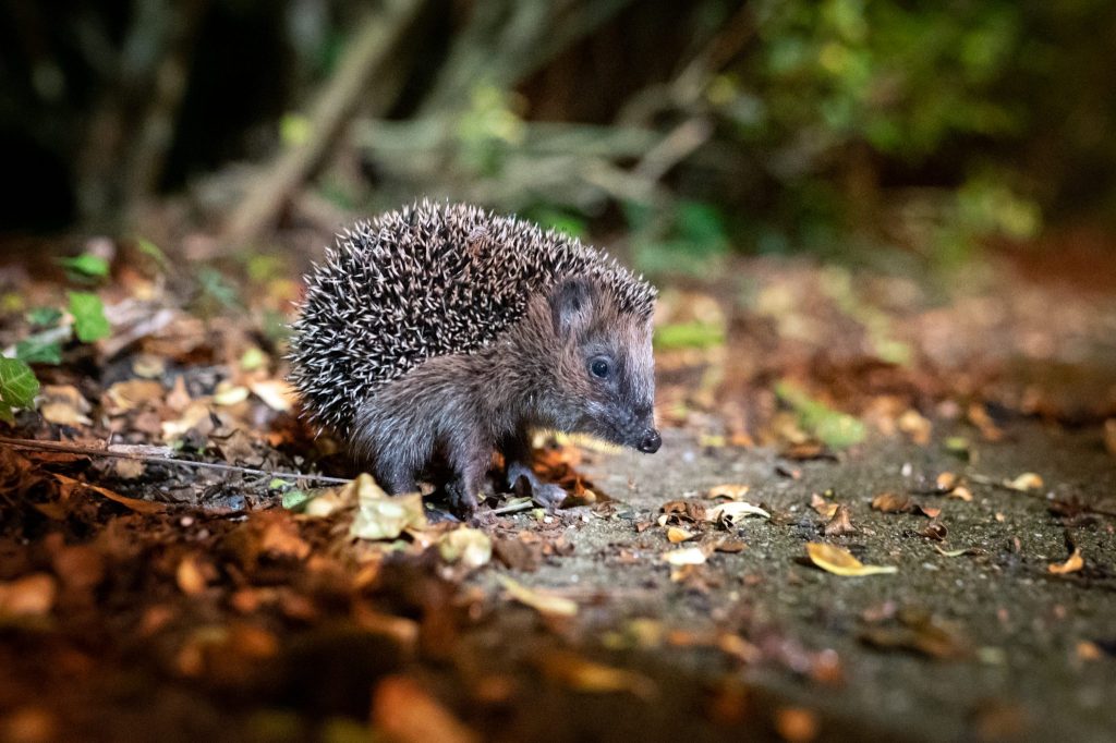 WWF schlägt Alarm: «Wildtiere verschwinden im Rekordtempo»