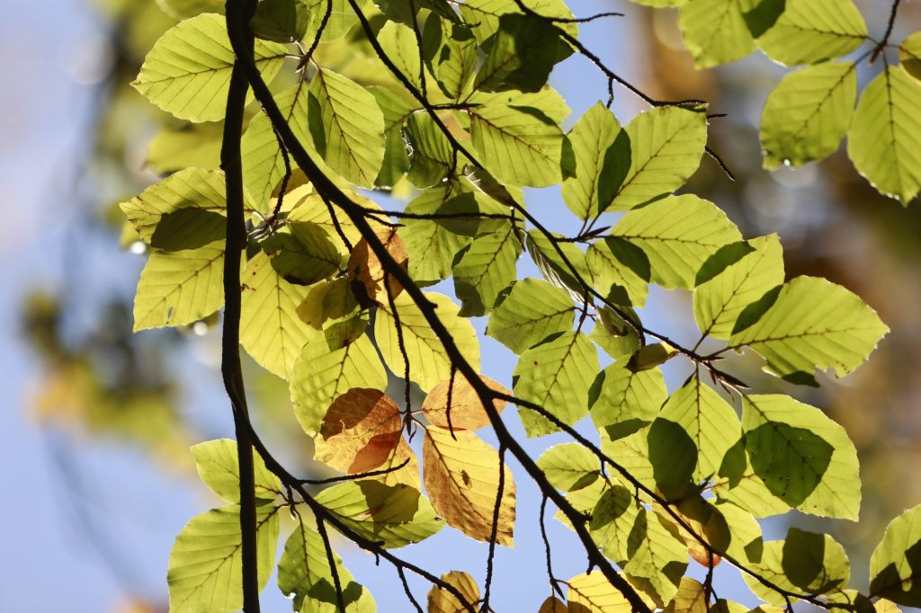 Klimawandel setzt Buchen massiv zu