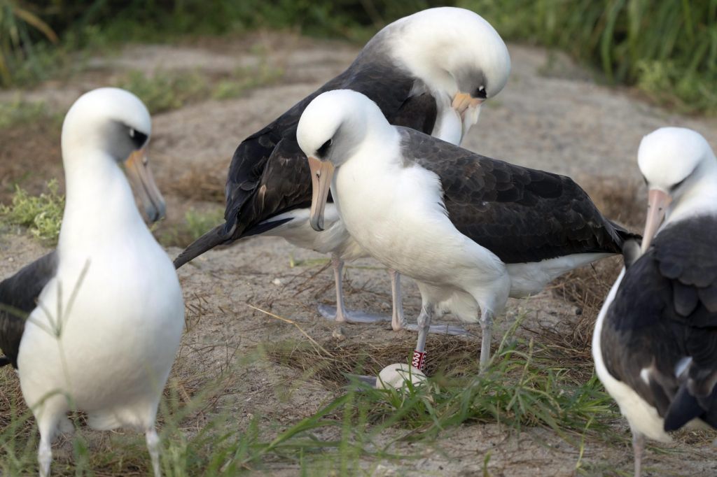 Ältester bekannter Wildvogel legt mit 74 Jahren noch ein Ei