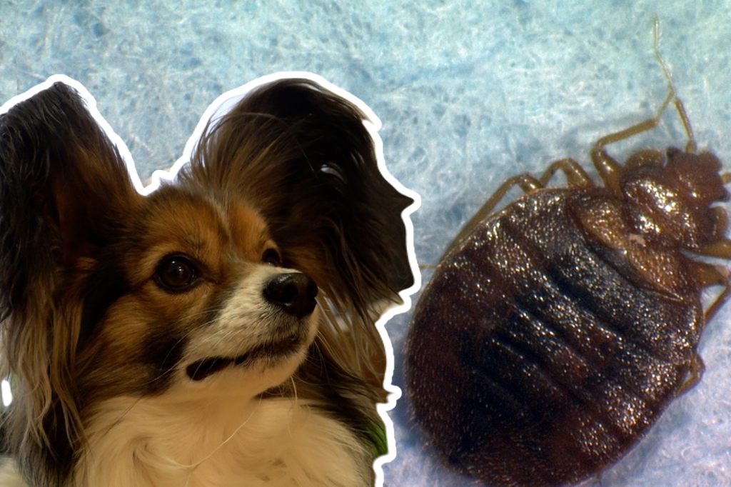 Spürhunde den Bettwanzen auf der Spur