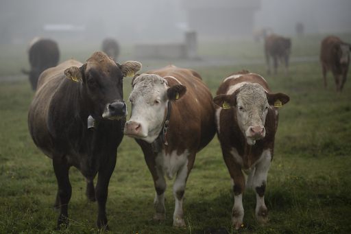 Tierhalteverbot gegen Aargauer Landwirt bestätigt