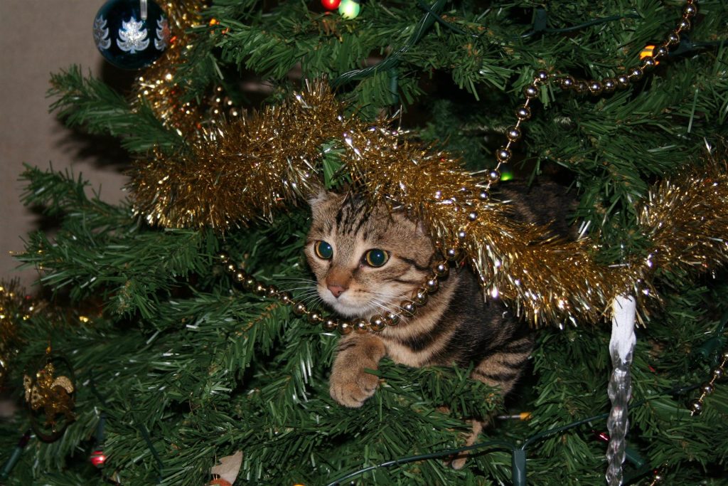 Weihnachtsgefahren für Haustiere: So schützt du deine Vierbeiner
