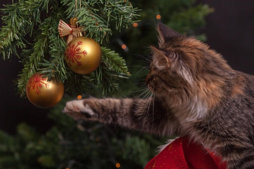 Weihnachtsgefahren für Haustiere: So schützt du deine Vierbeiner