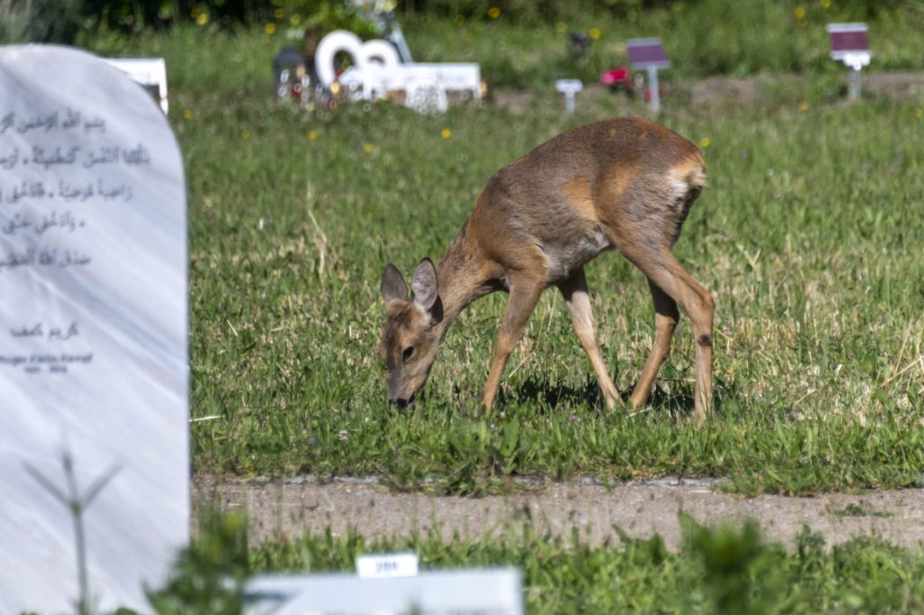 Hörnli: Zaun soll Rehe fernhalten