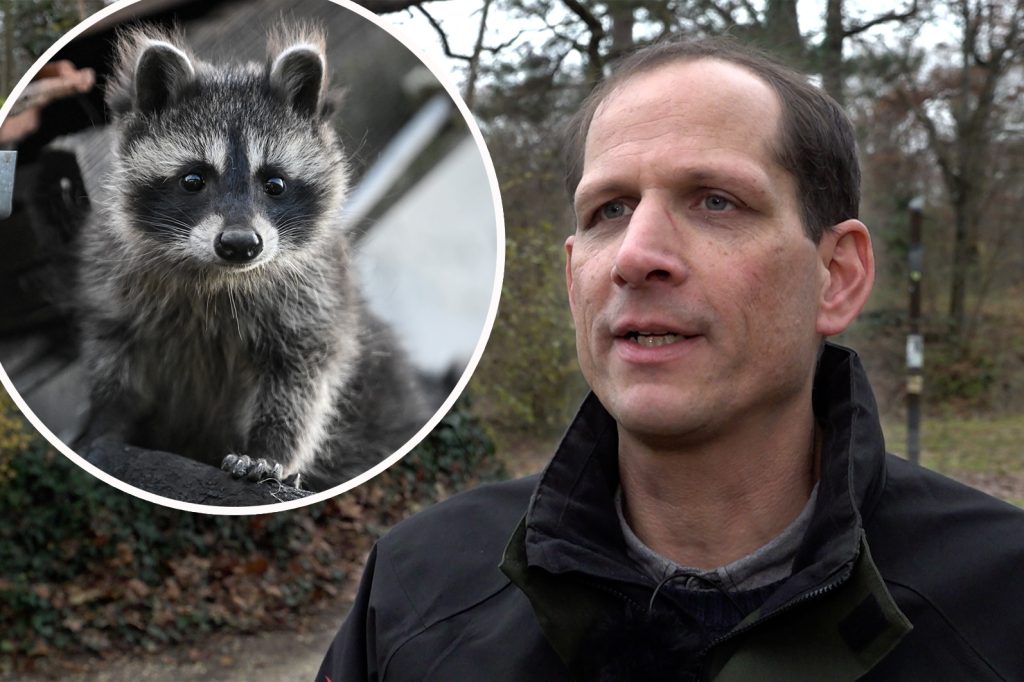 «Die Dunkelziffer ist hoch»: Jetzt macht sich der Waschbär in der Stadt breit
