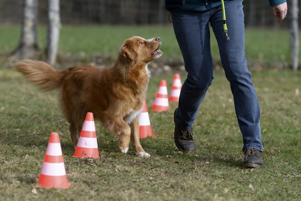 Hundekurs-Pflicht für Neuhundehalter