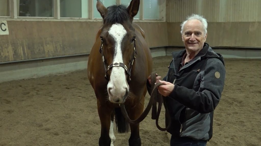 Gewaltfreies Pferdetraining: So funktioniert Delfin-Horsetraining