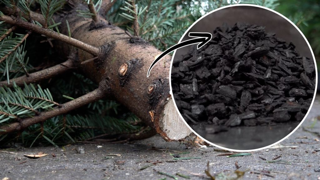 So wird aus deinem Tannenbaum Pflanzenkohle
