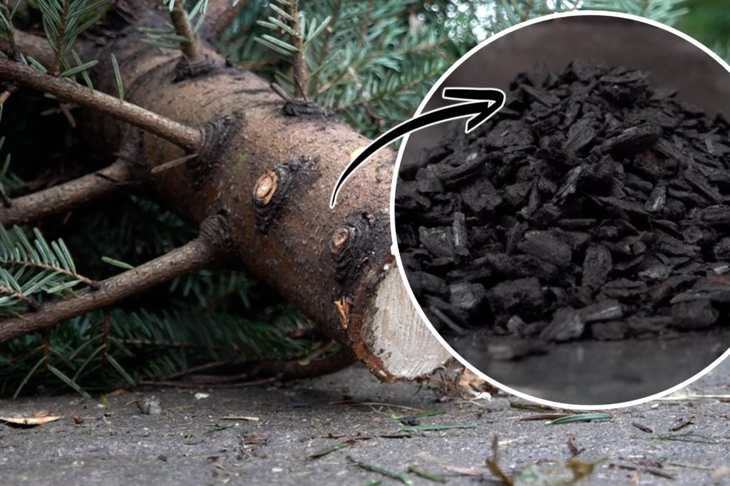 So wird aus deinem Tannenbaum Pflanzenkohle