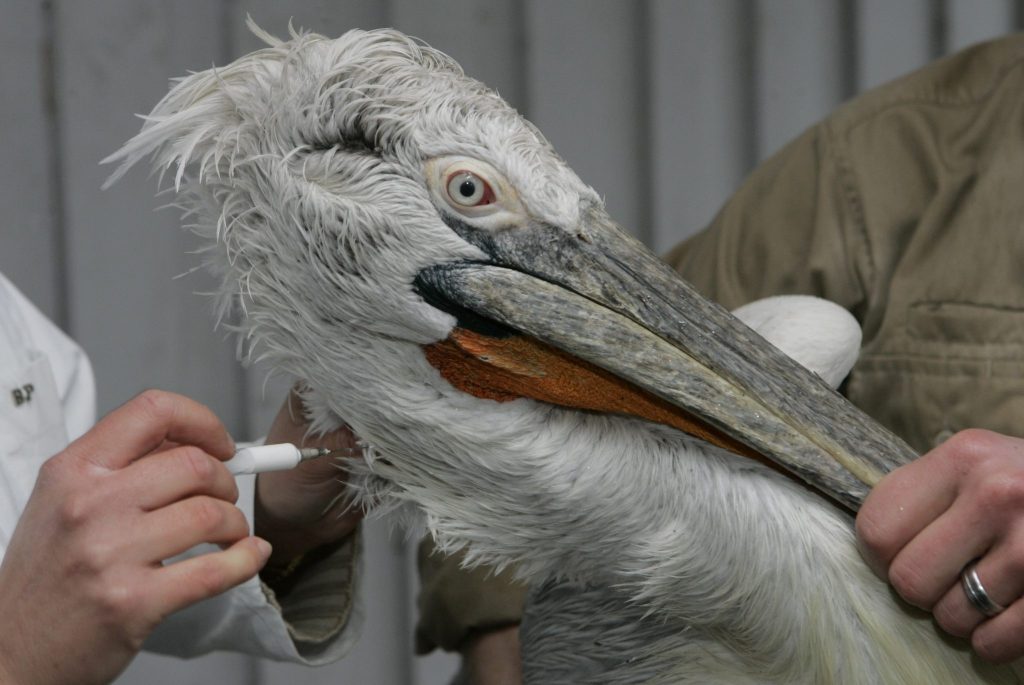 Impfung von Zoovögeln wirkt gegen die Vogelgrippe