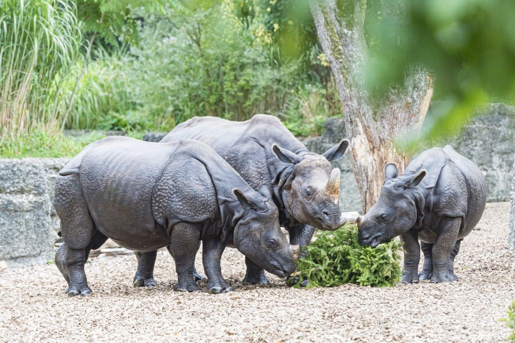 Mann klettert ins Nashorn-Gehege im Zolli