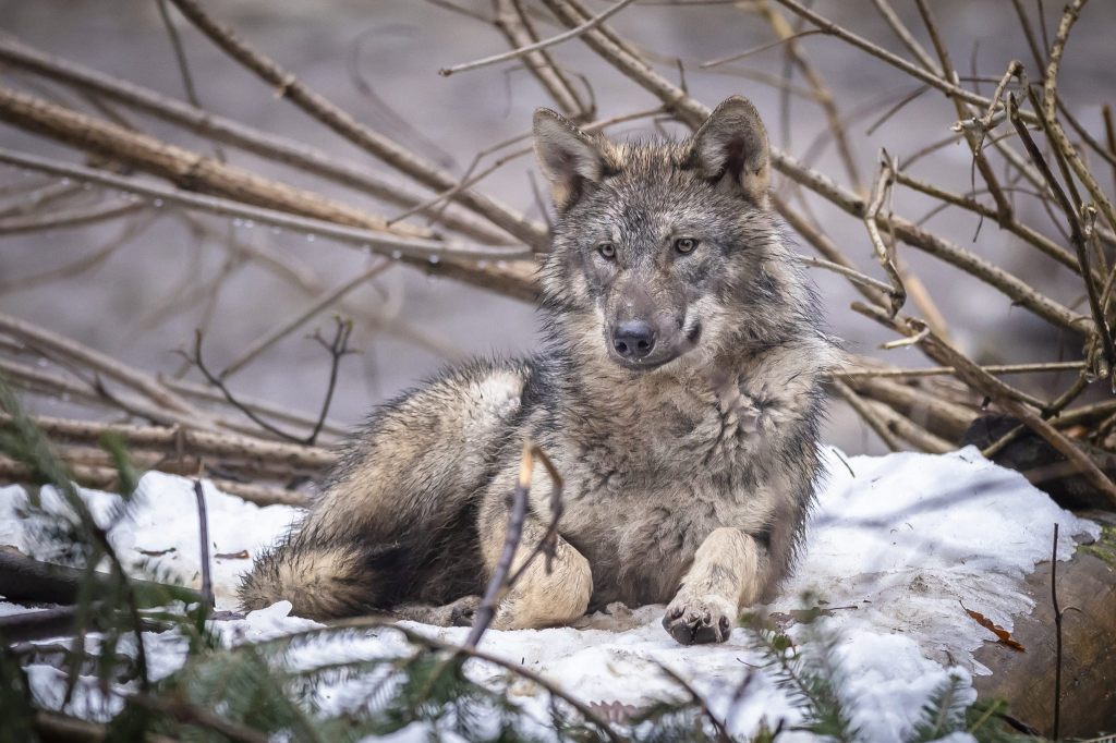 48 Wölfe in Graubünden erschossen – darunter auch Nationalparkrudel