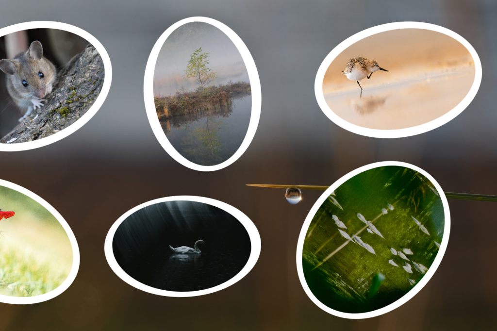 Das sind die Gewinnerbilder des Fotowettbewerbs «Schnappschuss»