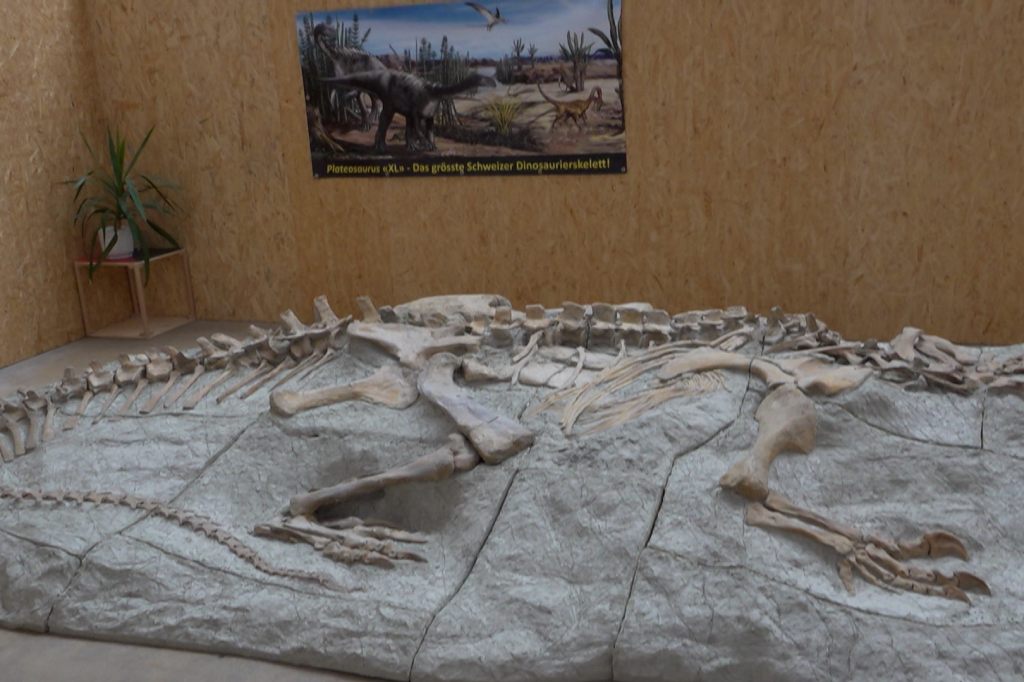 Dino on Tour: Der Plateosaurus XL geht auf Museumsreise nach Braunschweig