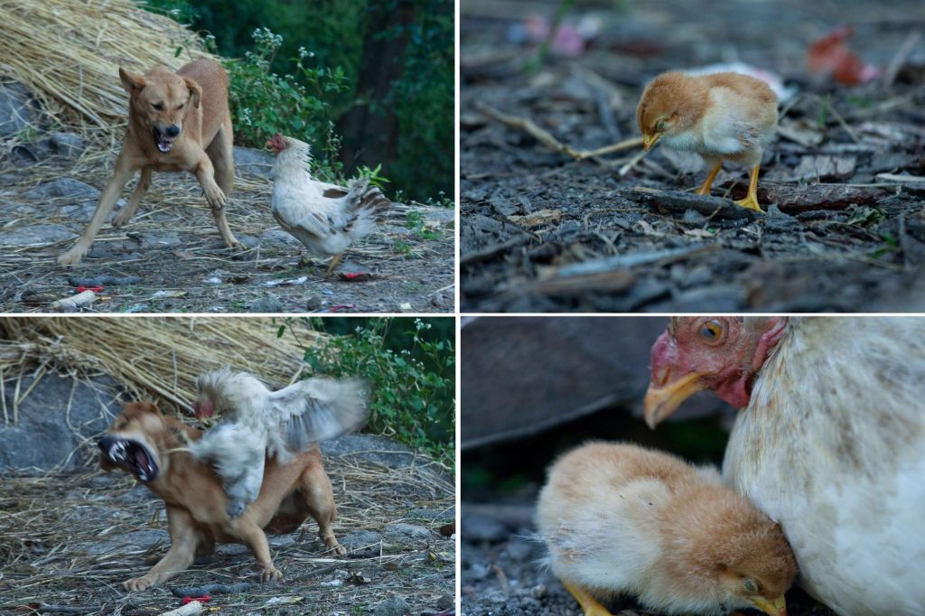 Freilaufende Hunde gefährden am Boden brütende Vogelarten
