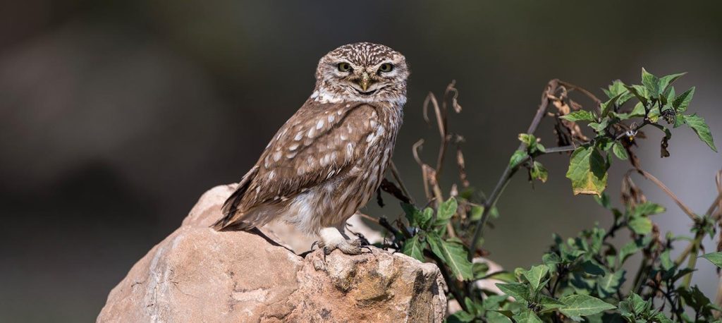 Ein Comeback für den Steinkauz: Birdlife Schweiz feiert Erfolge in der Nordwestschweiz