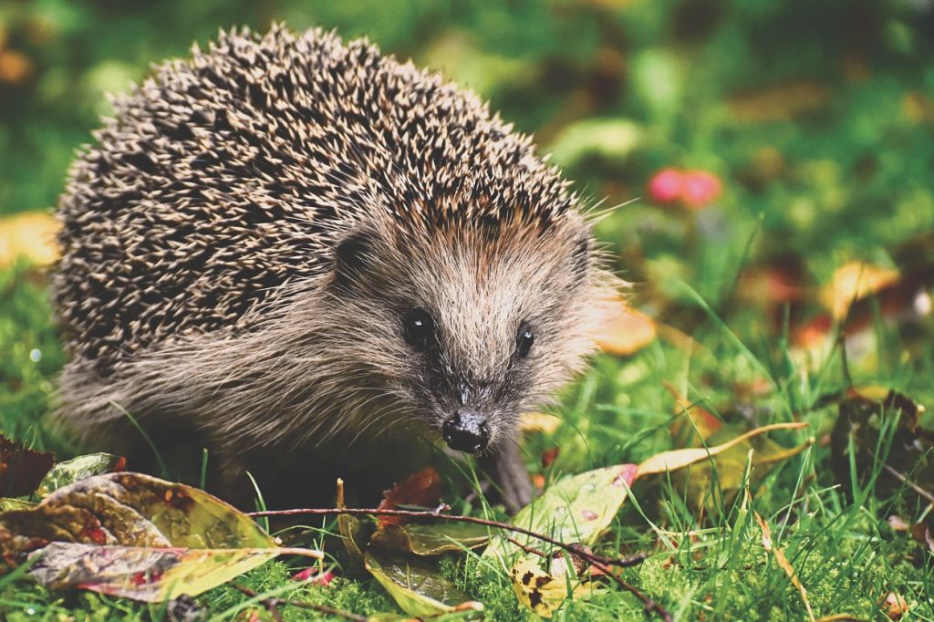 So schützen Sie Igel vor Verletzungen durch Gartengeräte