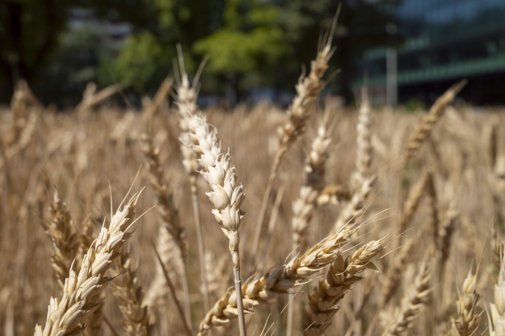 Genetische Vielfalt schützt vor Schädlingsbefall